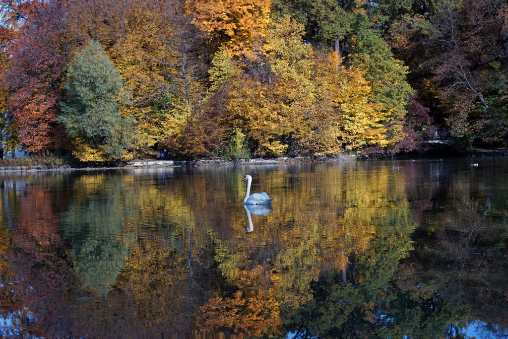 Schwan auf dem kleinen See in Herbst
