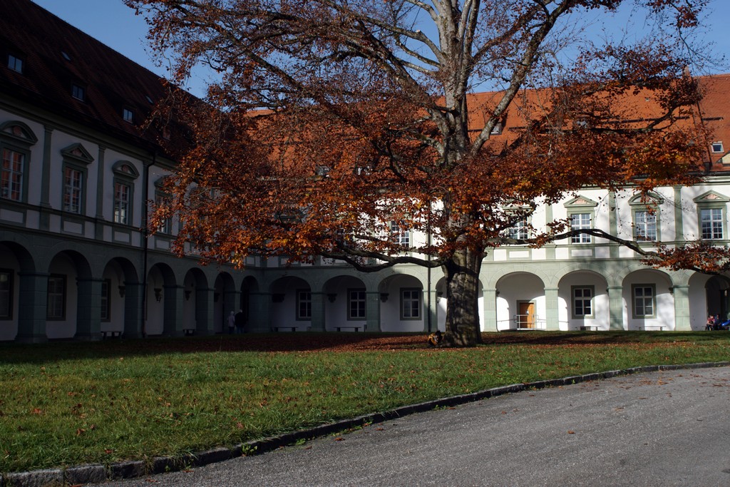 Kloster Benediktbeuren Laubbaum