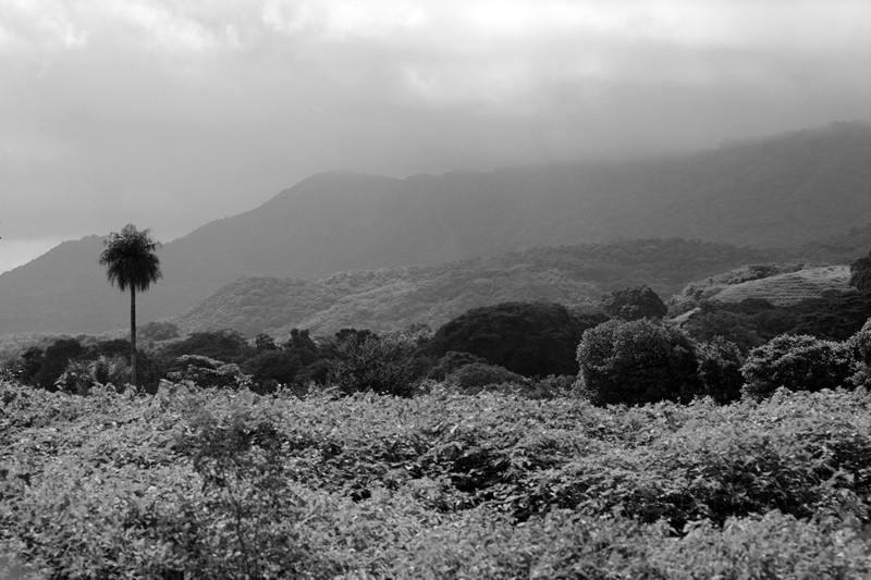 Costa Rica Dschungel