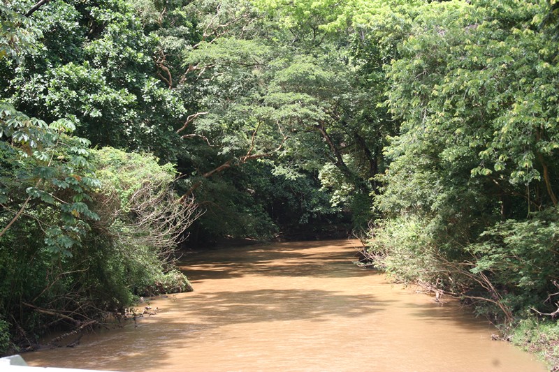 Dschungel Fluss