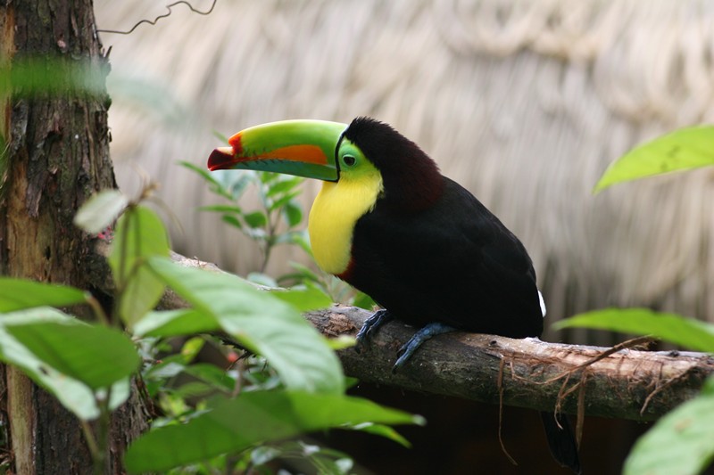 Costa Rica bunter Vogel
