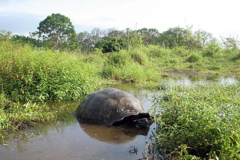 Galapagos- Riesenschildkröte