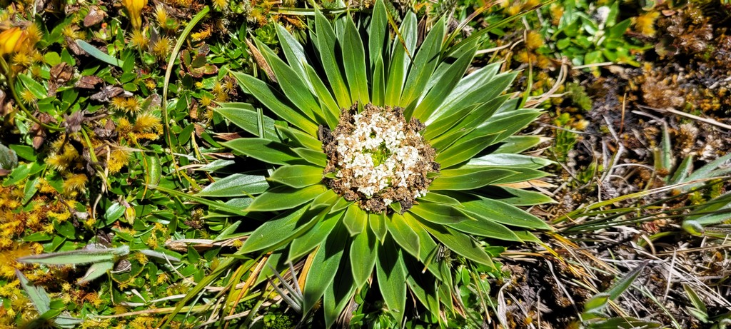 Nationalpark Cajas runde Blume mit vielen Blätern die aussehen wie Sonnenstrahlen