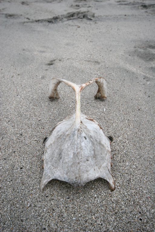 Los Frailes Beach Skelettteil von Affenkopf am Strand