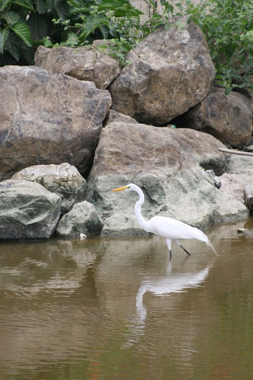 Weisser Vogel im Wasser beim Fischen