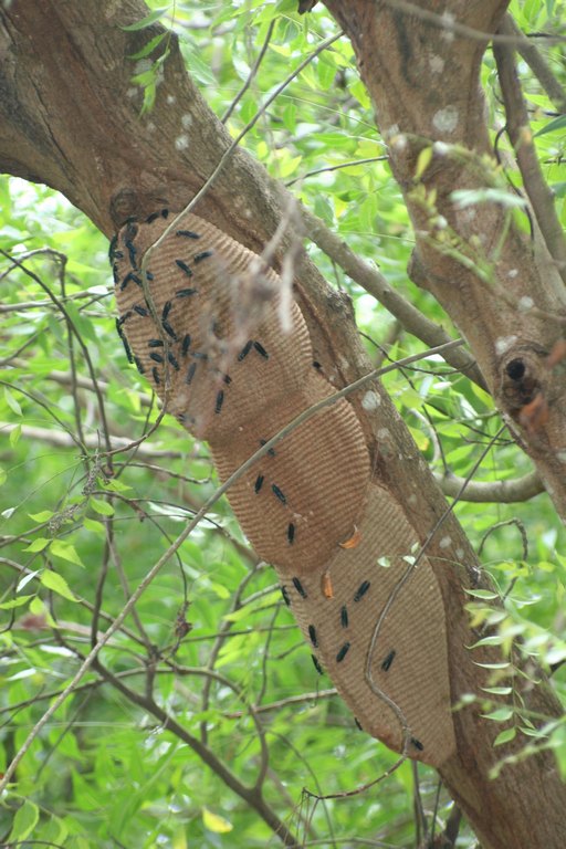 Wesbennestähnliches Teil am Baum mit seltsammen Insekten