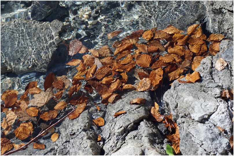 Walchensee Blätter